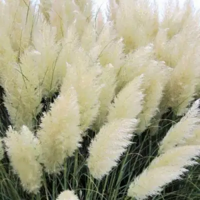 Кортадерия белая (пампасная трава) в Самохваловичи