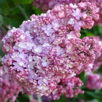 Сирень ПАМЯТЬ О ВЕХОВЕ в Самохваловичи