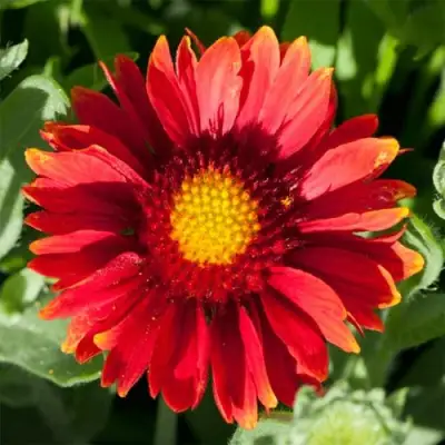 Гайлардия АРИЗОНА РЕД ШЕЙДС в Самохваловичи