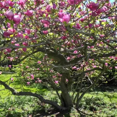 Магнолия СУЛАНЖА в Самохваловичи