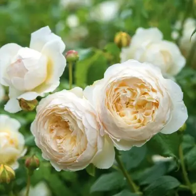 Роза КЛЭР ОСТИН английская в Самохваловичи