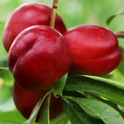 Нектарин КРЫМЧАНИН в Самохваловичи