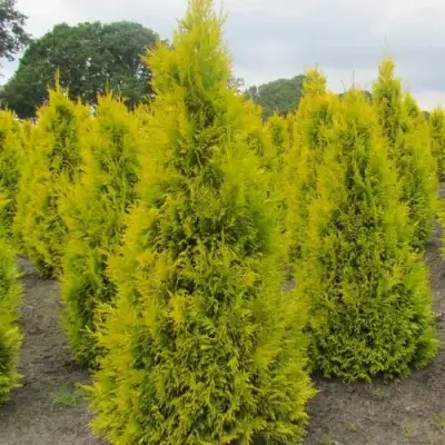 Туя САНКИСТ западная в Самохваловичи