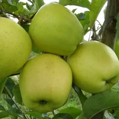 Яблоня КОШТЕЛЯ в Самохваловичи