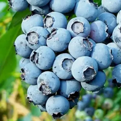 Голубика БРИГИТТА БЛЮ в Самохваловичи