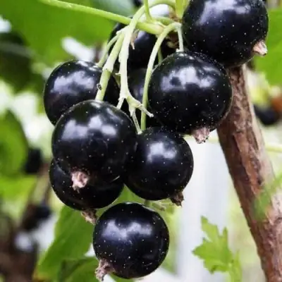 Смородина чёрная ДЕЛИКАТЕСНАЯ в Самохваловичи