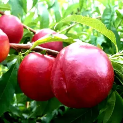 Нектарин ХАРКО в Самохваловичи