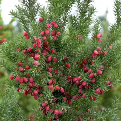 Тис ХИКСИ средний в Самохваловичи