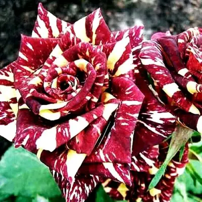 Роза ФОКУС ПОКУС флорибунда в Самохваловичи