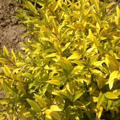 Бирючина АУРЕА обыкновенная в Самохваловичи