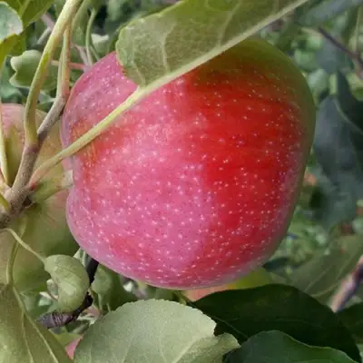 Яблоня АЛЬВА в Самохваловичи