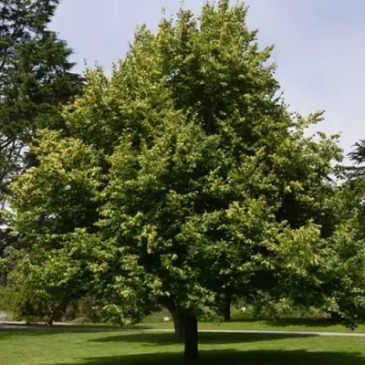 Липа сердцевидная в Самохваловичи