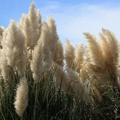 Кортадерия белая (пампасная трава) в Самохваловичи