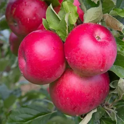 Яблоня РОЖДЕСТВЕНСКОЕ в Самохваловичи