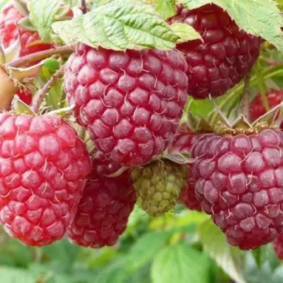 Малина ПОЛЬКА (ПОЛКА) в Самохваловичи