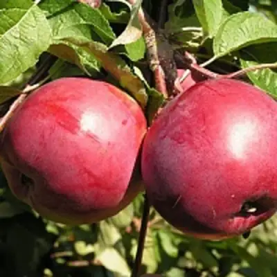 Яблоня ДАРУНАК в Самохваловичи