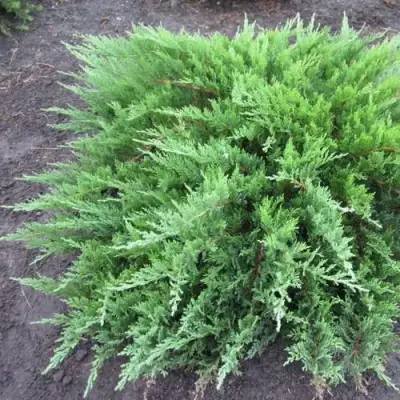 Можжевельник ТАМАРИСЦИФОЛИЯ казацкий  в Самохваловичи