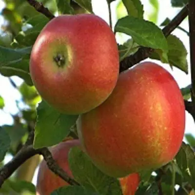 Яблоня ПЕРСИКОВАЯ в Самохваловичи