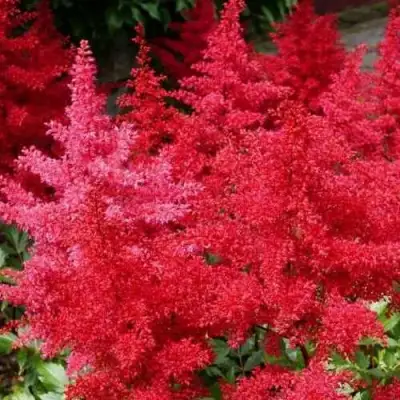 Астильба ЭТНА Арендса в Самохваловичи