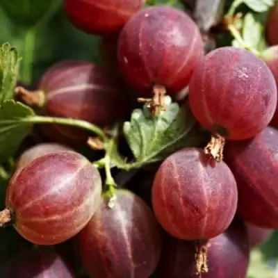 Крыжовник ХИННОМАКИ РОТ в Самохваловичи