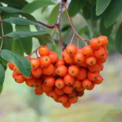 Рябина ВЕФЕД сладкоплодная в Самохваловичи