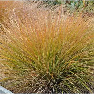 Осока БРОНЗОВЫЕ КУДРИ в Самохваловичи