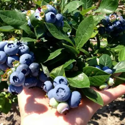 Голубика ДАРРОУ в Самохваловичи