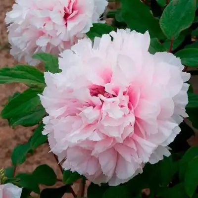 Пион ПЕРСИК ПОД СНЕГОМ древовидный в Самохваловичи