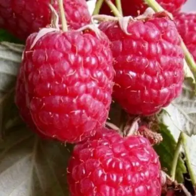 Малина ГЕРАКЛ в Самохваловичи