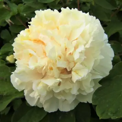 Пион НЕЖНЫЙ ГОЛОС древовидный в Самохваловичи