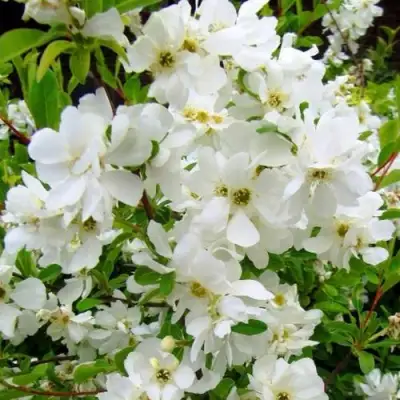 Экзохорда ЗЕ БРАЙД в Самохваловичи