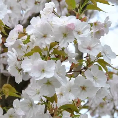 Сакура САНСЕТ БУЛЕВАРД в Самохваловичи