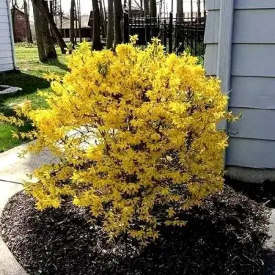 Форзиция ЛЕДНОГОРА промежуточная в Самохваловичи