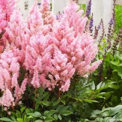 Астильба ЛУК ЭТ МИ японская в Самохваловичи