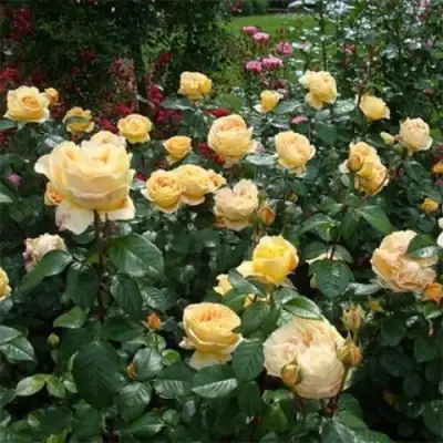 Роза КЕНДЛАЙТ чайно-гибридная в Самохваловичи