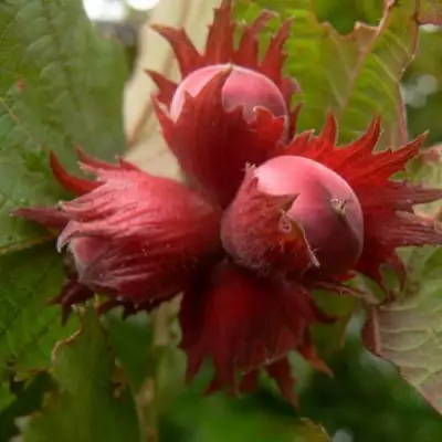 Фундук МОСКОВСКИЙ РУБИН в Самохваловичи