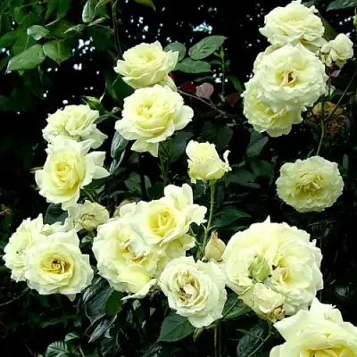 Роза ЭЛЬФ плетистая в Самохваловичи