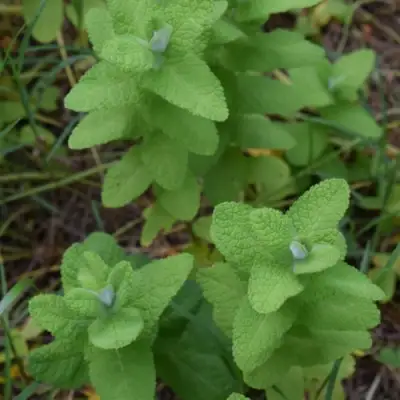 Мята АПФЕЛМИНЦЕ в Самохваловичи