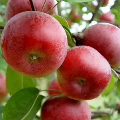 Яблоня АНТЕЙ в Самохваловичи
