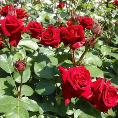 Роза ЭКСПЛОРЕР чайно-гибридная в Самохваловичи