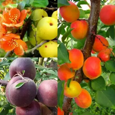 Комплект САД ДЛЯ ГУРМАНА в Самохваловичи