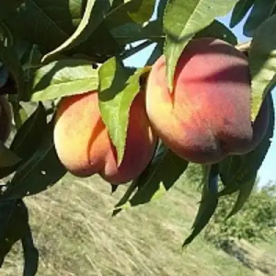 Персик СОФГАФЕН в Самохваловичи