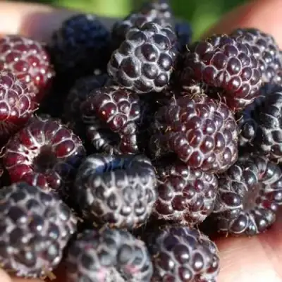 Малина БРИСТОЛЬ в Самохваловичи