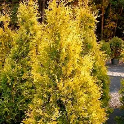Туя ЕВРОПА ГОЛД западная в Самохваловичи