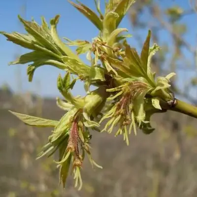 Клен ясенелистный в Самохваловичи