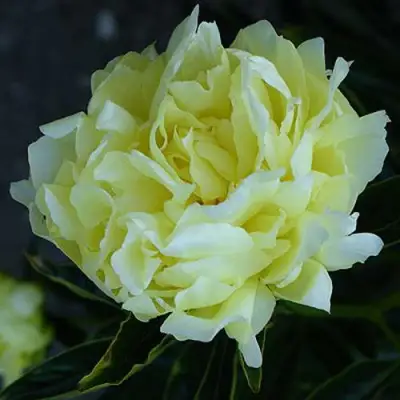 Пион ЗОЛОТАЯ КОЛЕСНИЦА травянистый в Самохваловичи