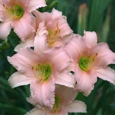 Лилейник ЛАКШЕРИ ЛЕЙС гибридный в Самохваловичи