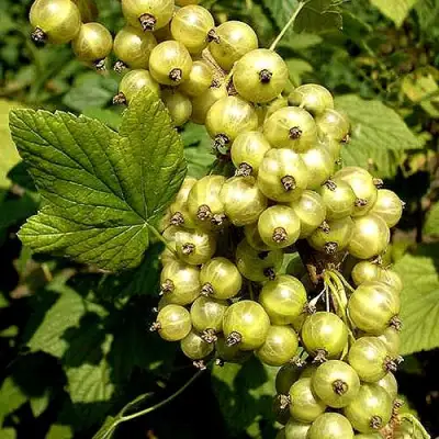 Смородина зеленоплодная СНЕЖНАЯ КОРОЛЕВА в Самохваловичи