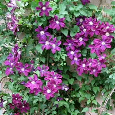 Клематис ГЕРОИ ВАРШАВЫ в Самохваловичи