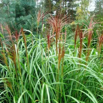 Мискантус МАЛЕПАРТУС китайский  в Самохваловичи